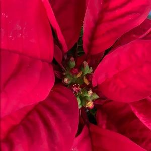 Meet your Posher, Kasandra